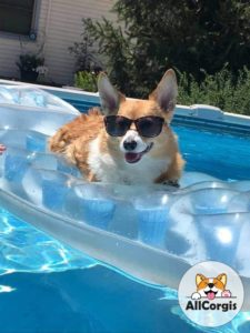 Corgi Loving the Pool!